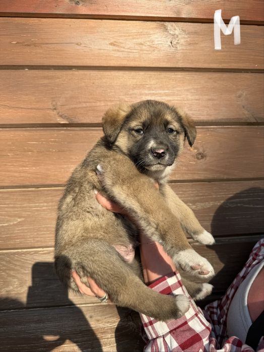 Цуценята шукають родину
