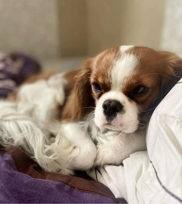 Reproduktor Cavalier