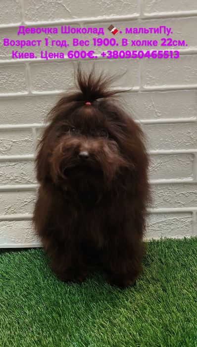 ШокоДева  мальтиПу. Киев.