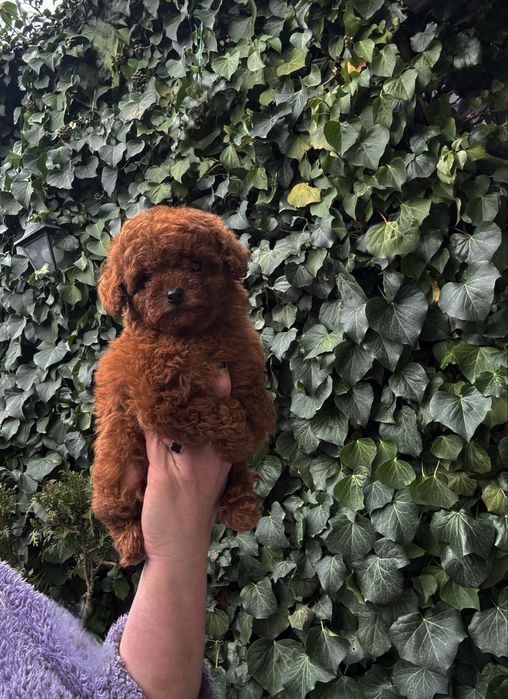 Той пудель китай ред браун девочка