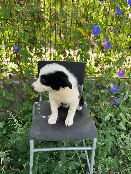 Menino Border Collie Preto Lindo