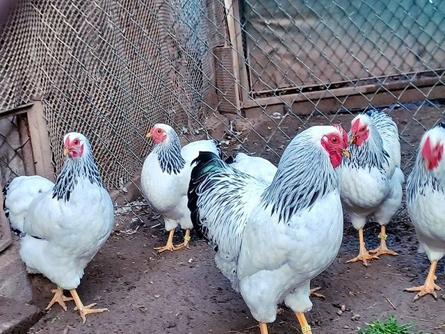 Яйце інкубаційне,курчата, Віандот блакитний, колумбія.