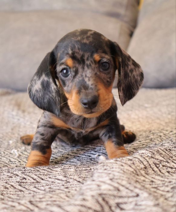 Teckel macho miniatura  black merle