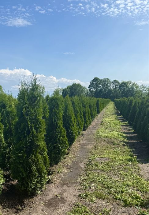 Gęsta Tuja Szmaragd 160-170cm Dostawa Sadzenie Producent Tuje