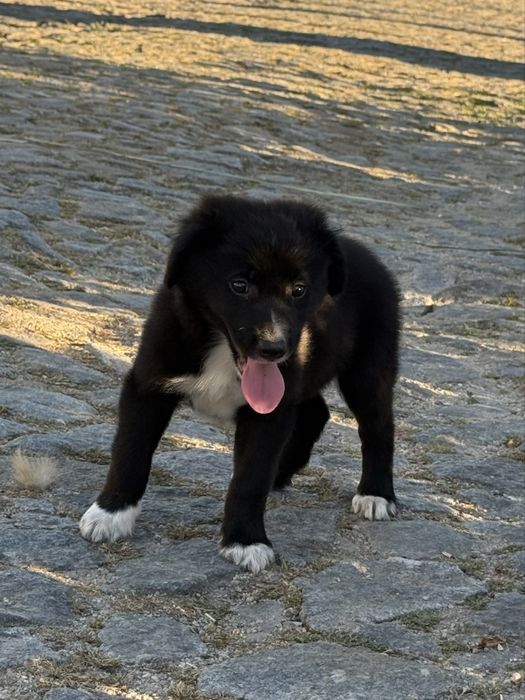 Cachorro border collie