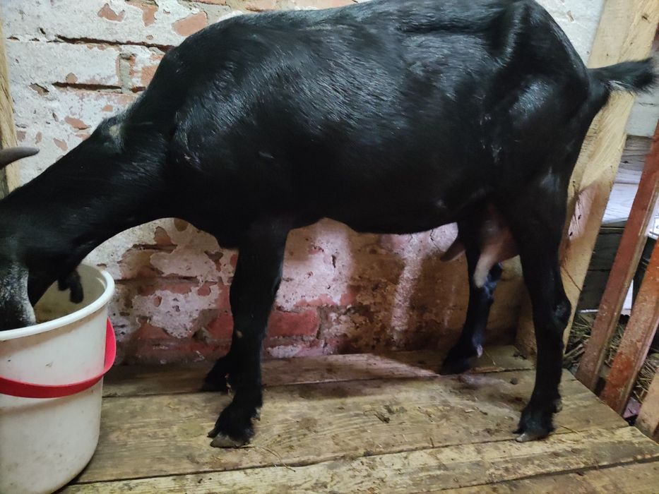 Продам коз дойних