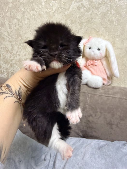 Хлопчик Мейн Кун є документи офіційний розплідник