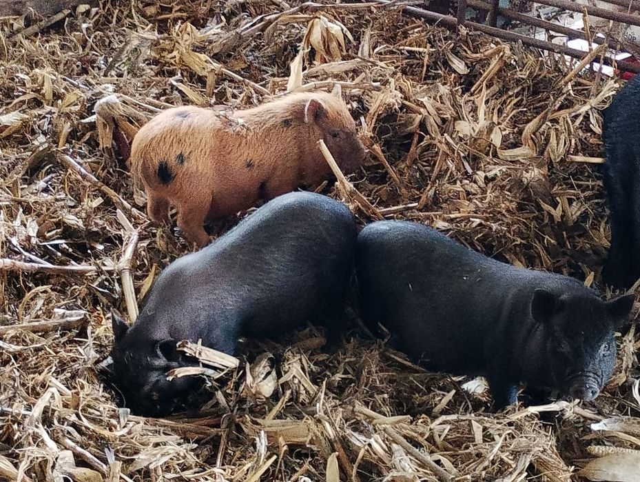 Porcos vietnamitas com 3 meses