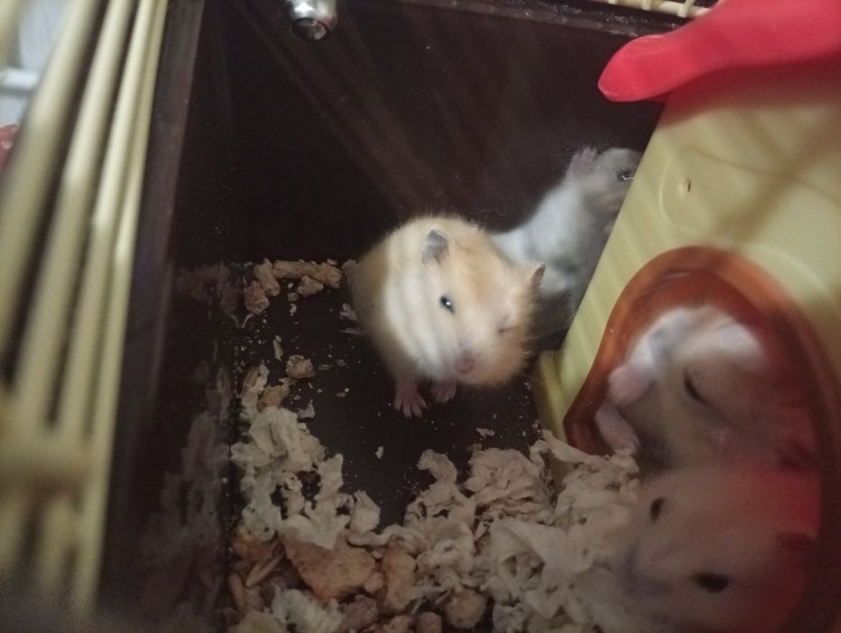 Хом'як безкоштовно