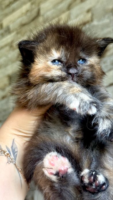 Мейн Кун Велетні України WCF документи