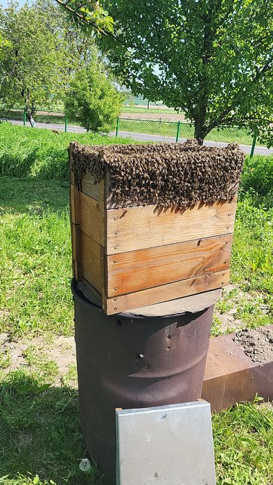 Бджоли вулики зимувалі