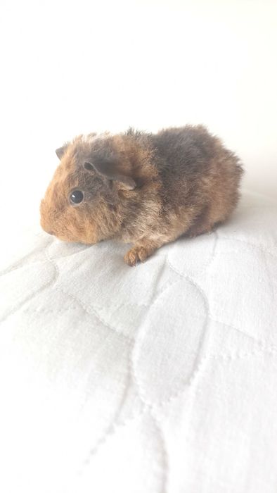 Морська свинка Американський Тедді