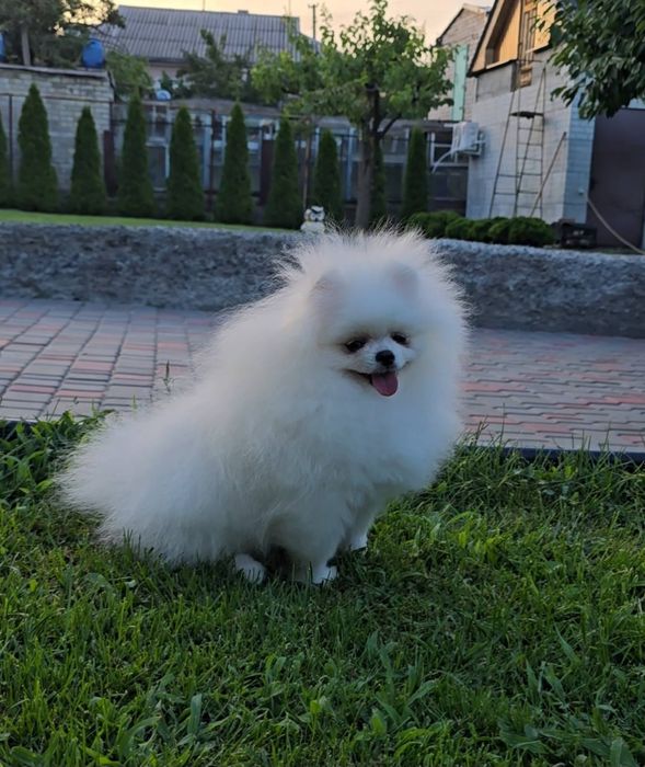 Ціни різні. Неймовірні хлопчики та дівчатка.