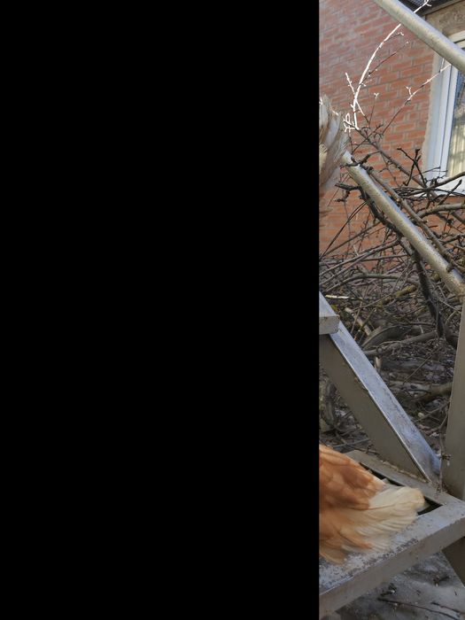 Кури Ломан Браун (молодка) 4,5 МЕС