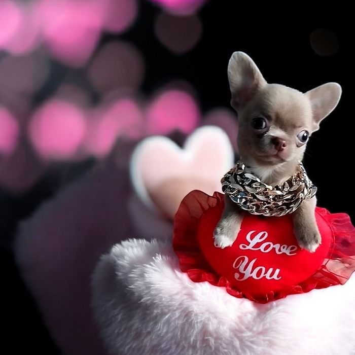 мальчик чихуахуа ксу лилового окраса мини