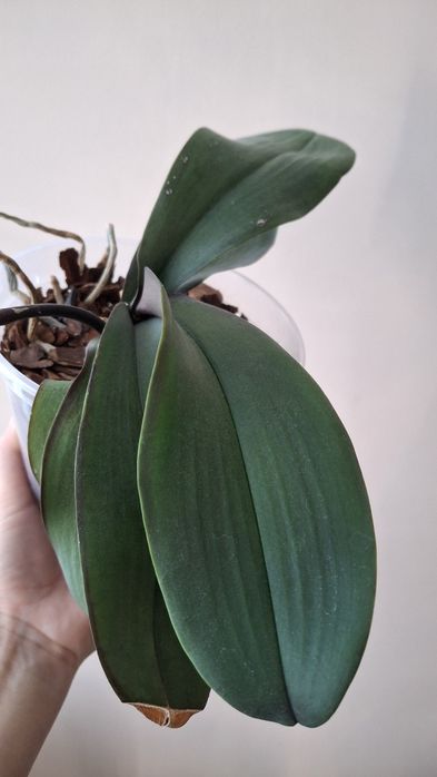 Орхідея Stuartiana var.nobillis 'Xiuya