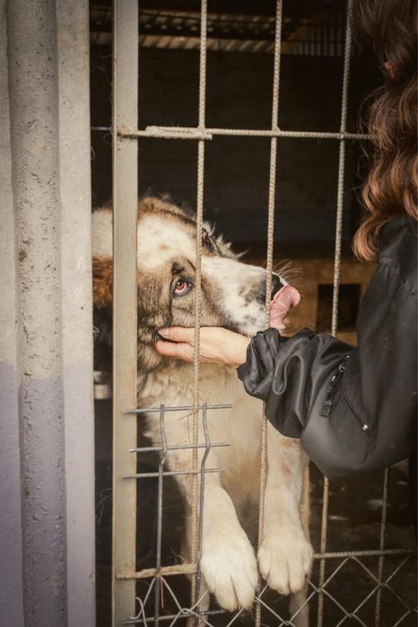 Diva pilnie szuka domu