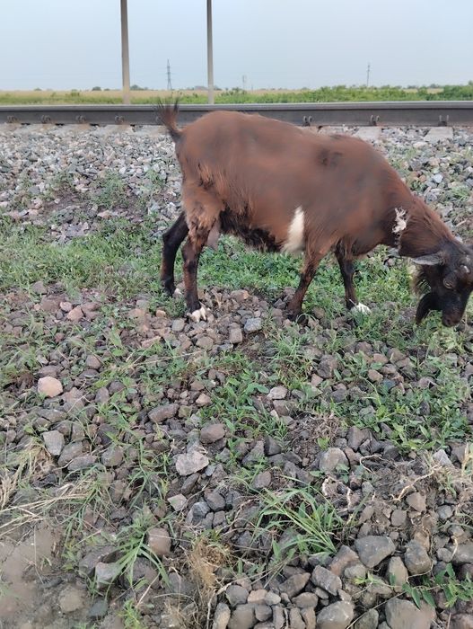 Продам коз 4 штуки