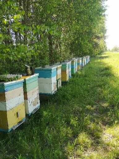 Бджоломатки 2026