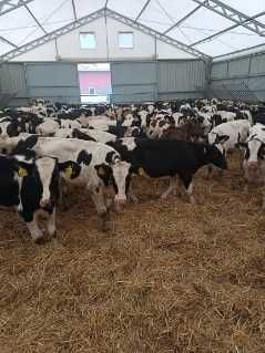 Cielęta Simentale, startery, odsadki, HF, Jałówki, Byczki, samodzielne