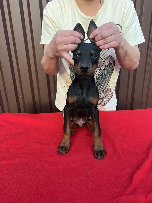 Цуценята добермана щенки добермана документы чип