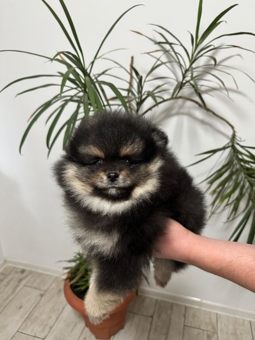 Померанський шпіц хлопчик