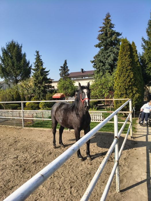 Sprzedam klaczke śląskia