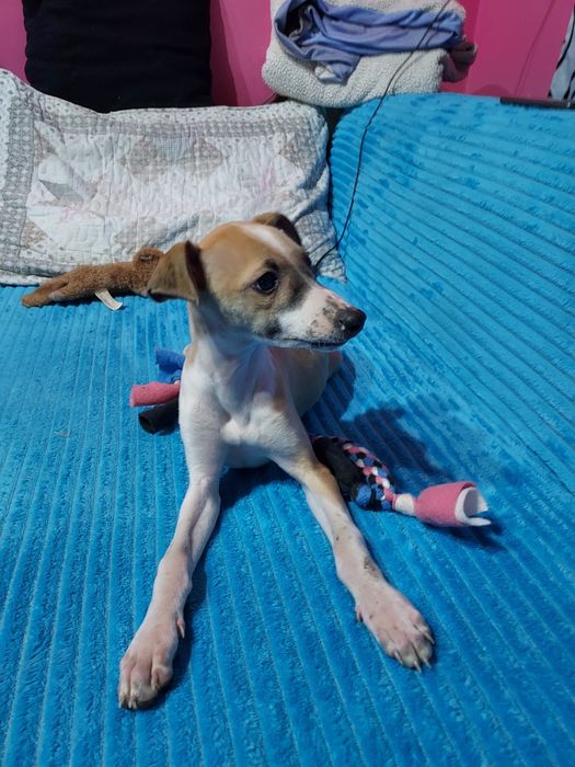 Chart Angielski Whippet suczka