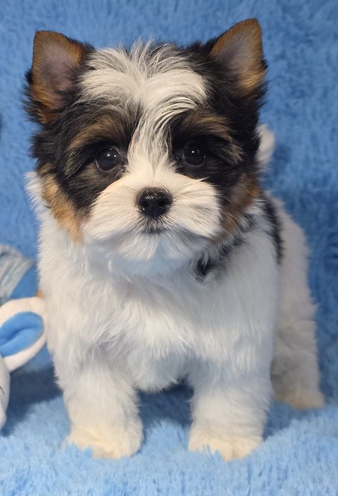 Хлопчик бівер йорк. КСУ.