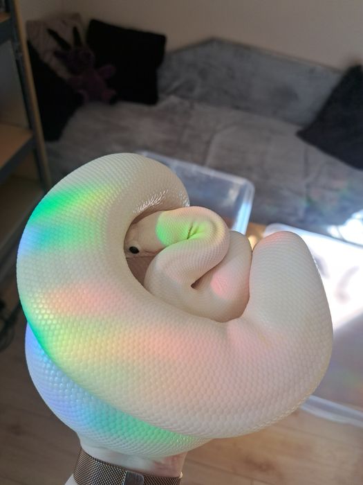 Biały wąż,  samica dorosła