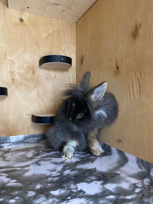 Lionhead, декоративні кролики, левоголовий кролик