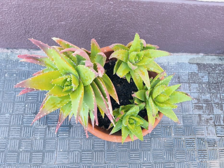 Suculenta. Cacto brevifolia. Planta medicinal. Família espécie Aloe Vera.