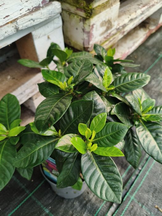 Gardenia Jasminoides - planta em vaso