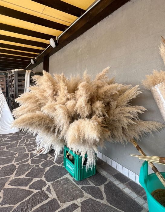 Тренд року! Пухнаста пампасна трава для декору