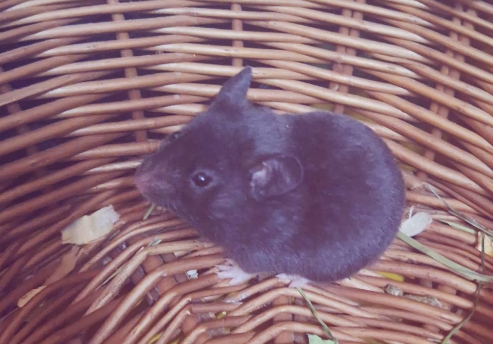 Chomiki syryjskie tylko czarne.