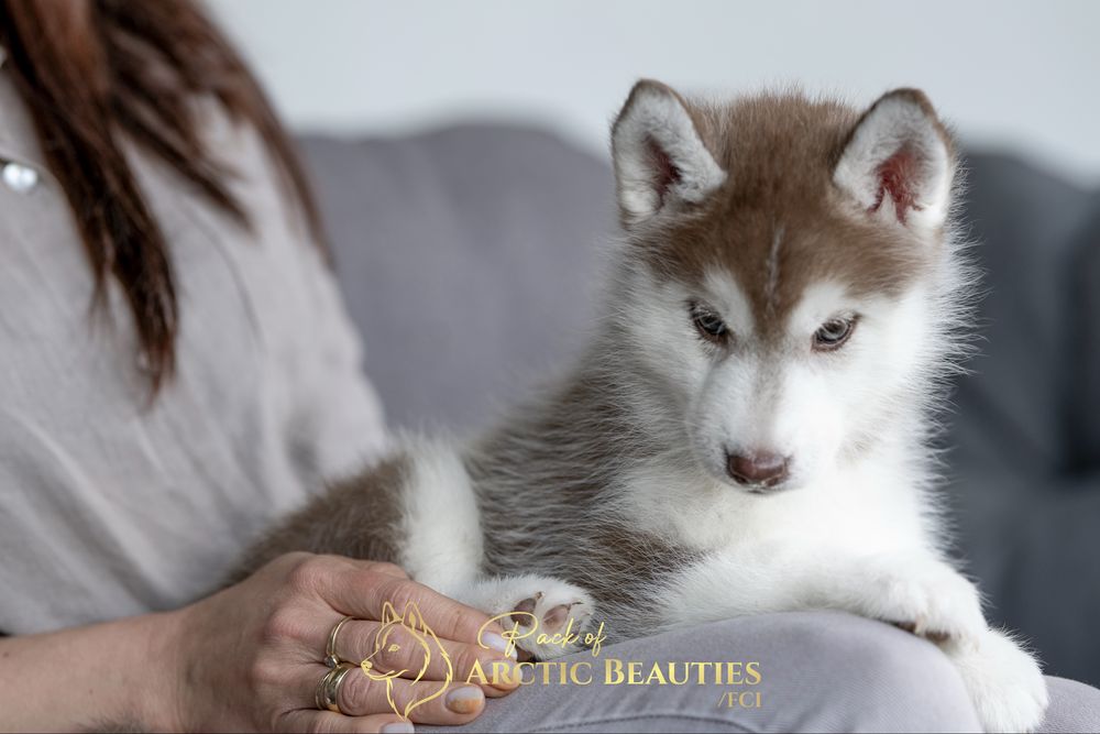 Siberian Husky/Suczka/Wybitna, ciemnooka