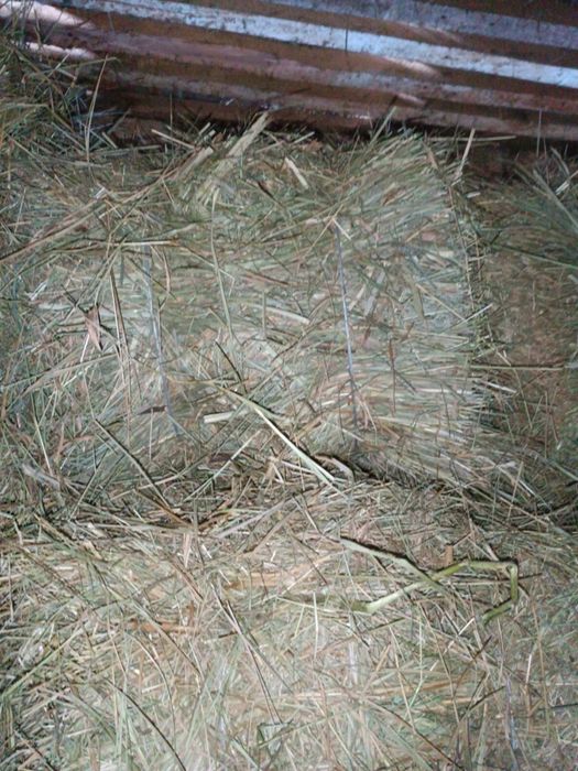 Продам сіно лугове в тюках