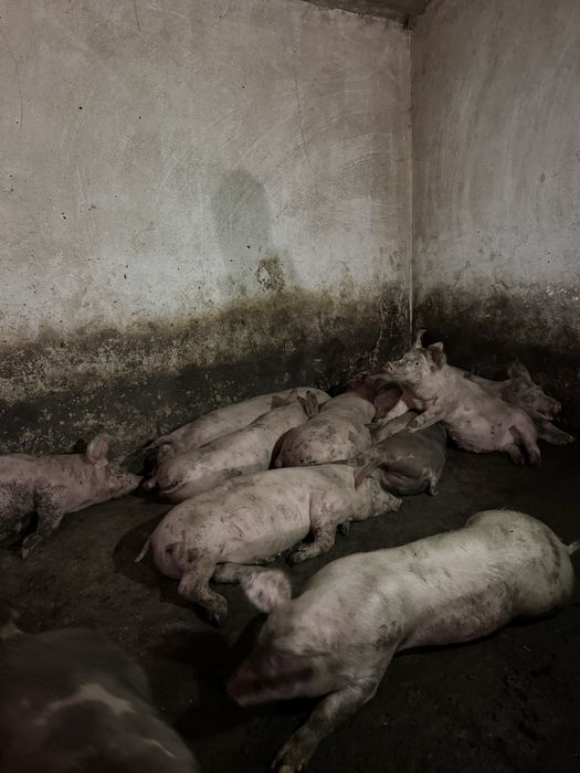 Продам свиней мʼясної породи