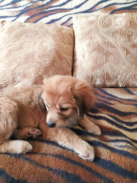 Собачка цуценя дівчинка