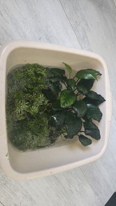 Акваріумні рослини