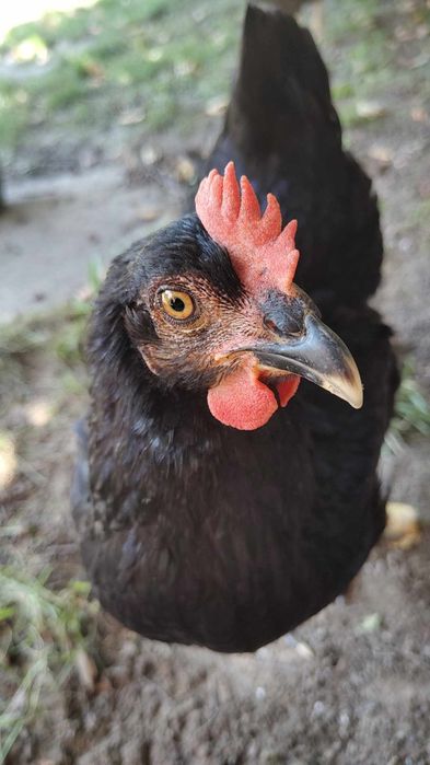 Kurki Nioski Gotowe do Produkcji Jaj – Odbiór Osobisty lub Transport