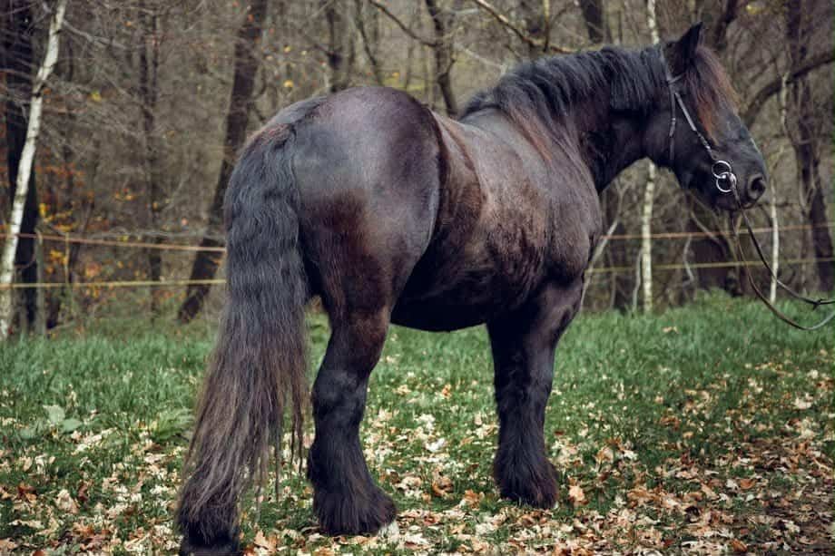 Ogier zimnokrwisty Carmel Z