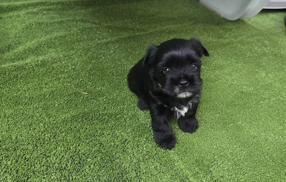 Yorkshire Terrier Black, Czarny York