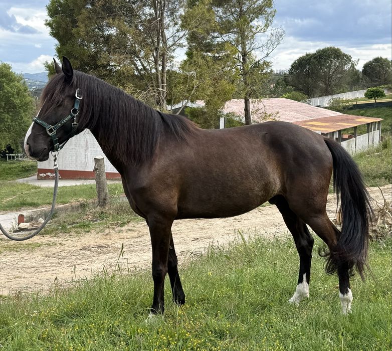 Cavalo Lusitano 8 anos