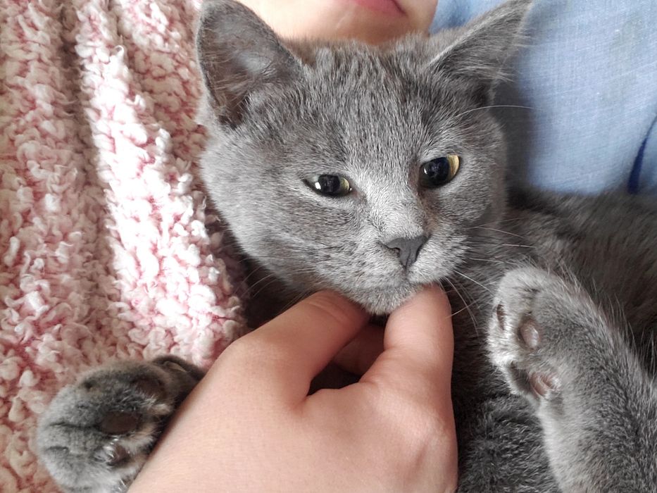 Киця в добрі руки