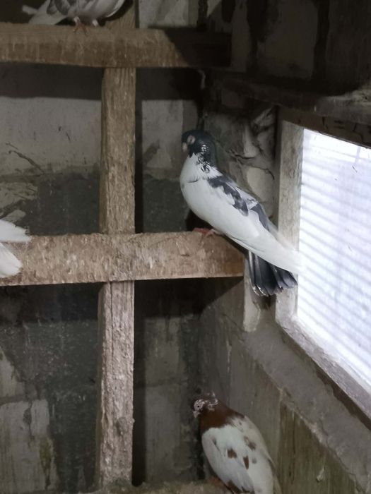 Gołębie zamojskie likwidacja hodowli