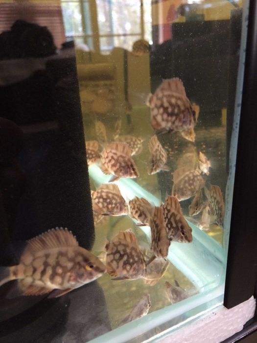 Uaru królewskie - pielęgnica - Uaru amphiacanthoides - dowozimy