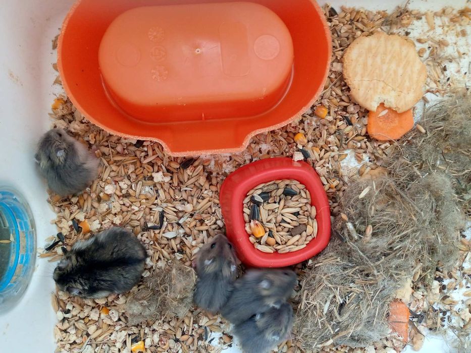 Хомячки Кременчуг