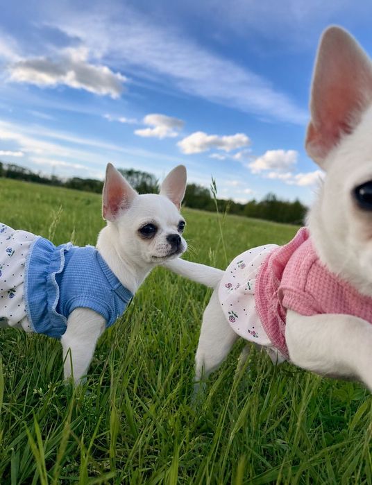 Suczki chihuahua FCI/ZKwP