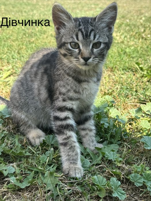 Котенята 3 місяці шукають сімʼю